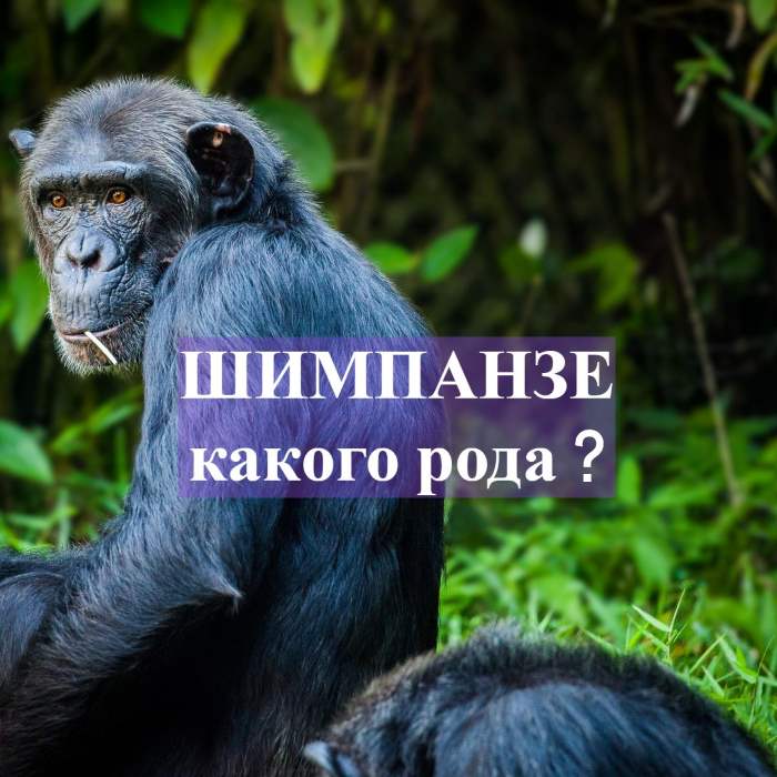 Шимпанзе род существительного мужской или женский